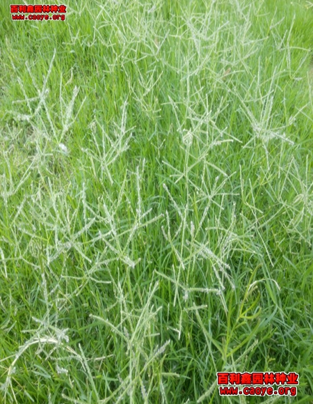 武夷山边坡绿化草籽草种