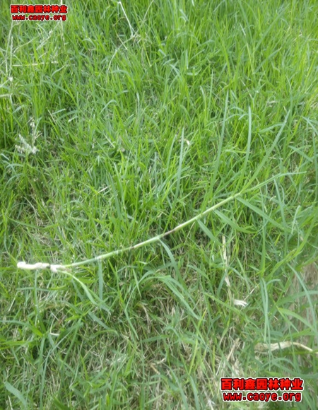 沾化边坡绿化草种