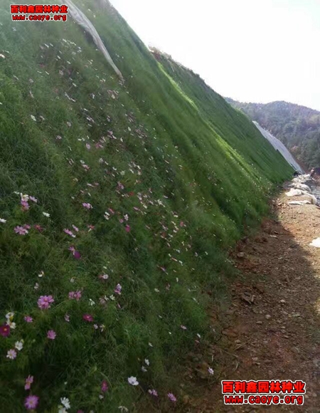 安徽省护坡草种子种类