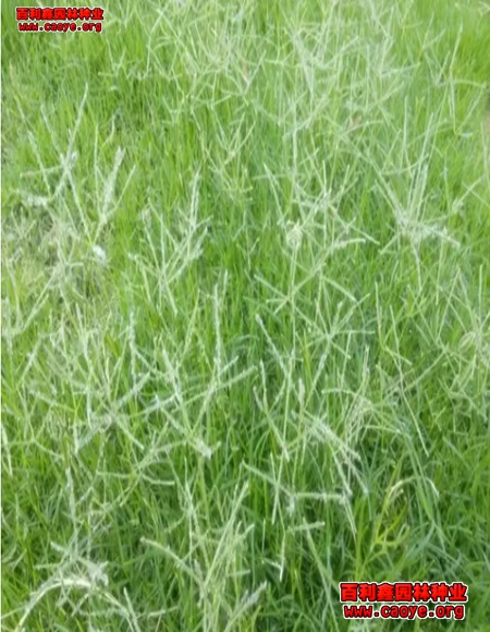 护坡常用草籽