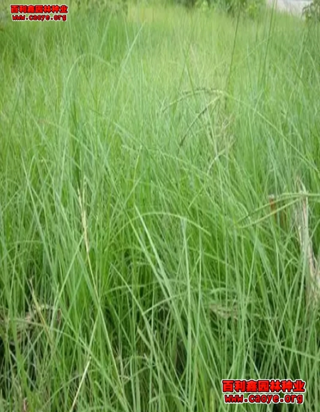 山体边坡绿化牧草种子