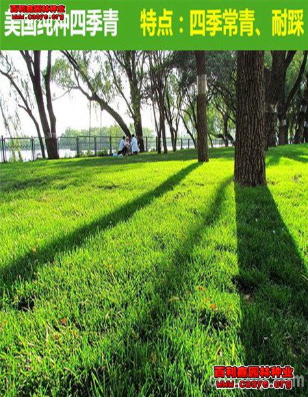 新疆草皮护坡草种施工方案