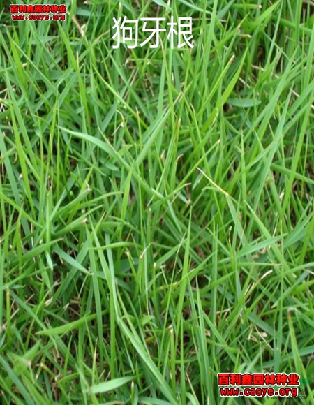 护坡草种类