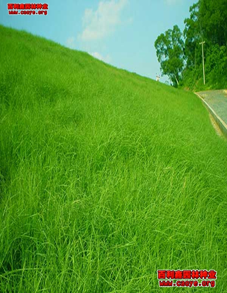 高速边坡绿化哪种方法好