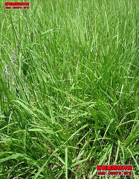 各种边坡绿化草种