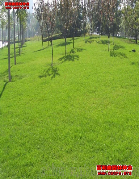 绿化护坡草种 价格