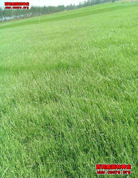 护坡种草