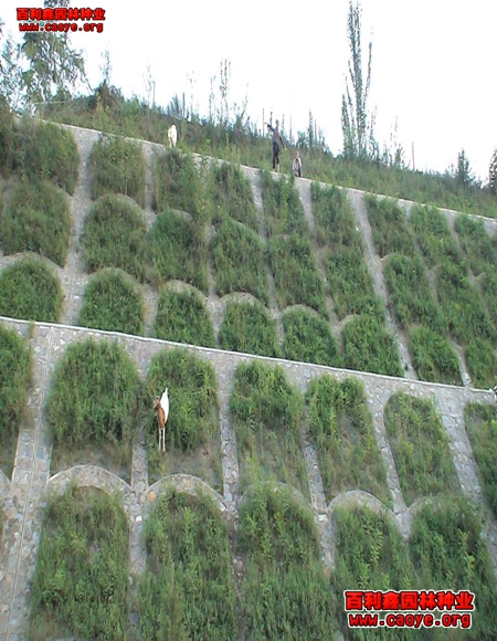 边坡绿化草种建植方法分享