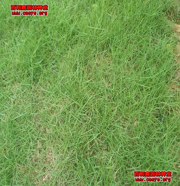 新疆草皮护坡草种施工方案去哪里买便宜