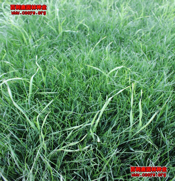护坡常用草籽