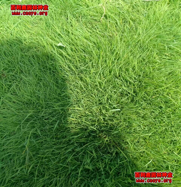 护坡草的品种