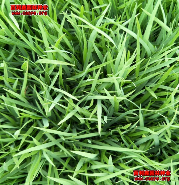 绿色生态护坡种草类型