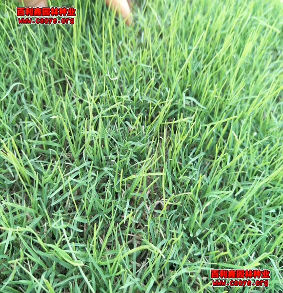 护坡草籽播种方法