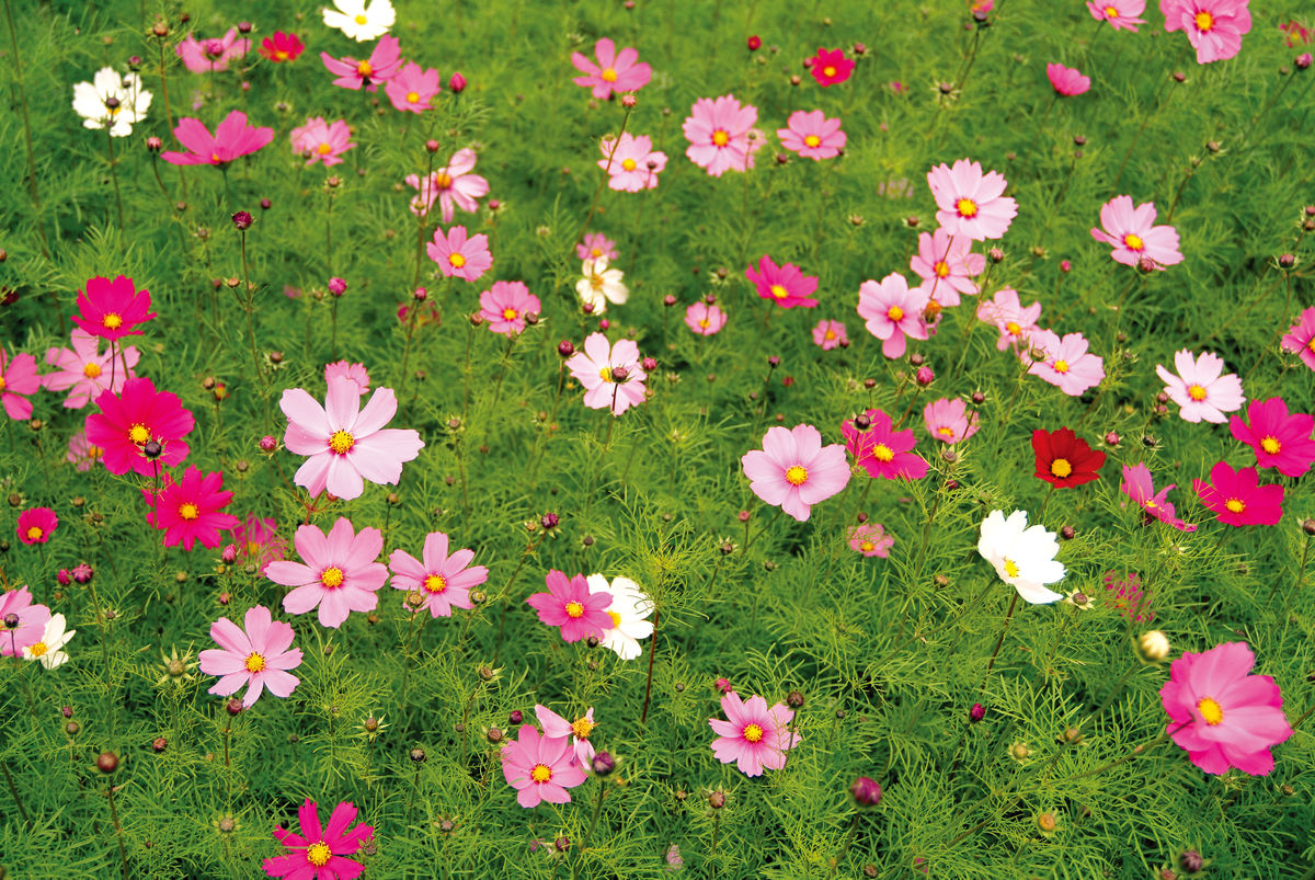 波斯菊花可以春播吗？