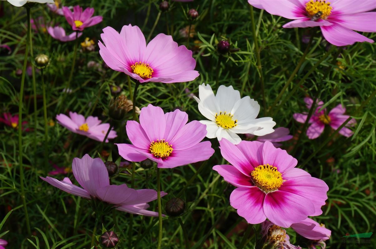 紫色波斯菊花在特写照片 · 免费素材图片