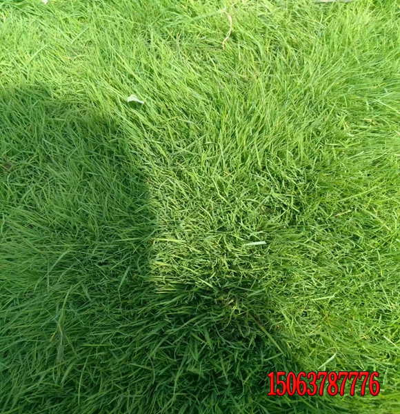 北京护坡草坪种子价格？
