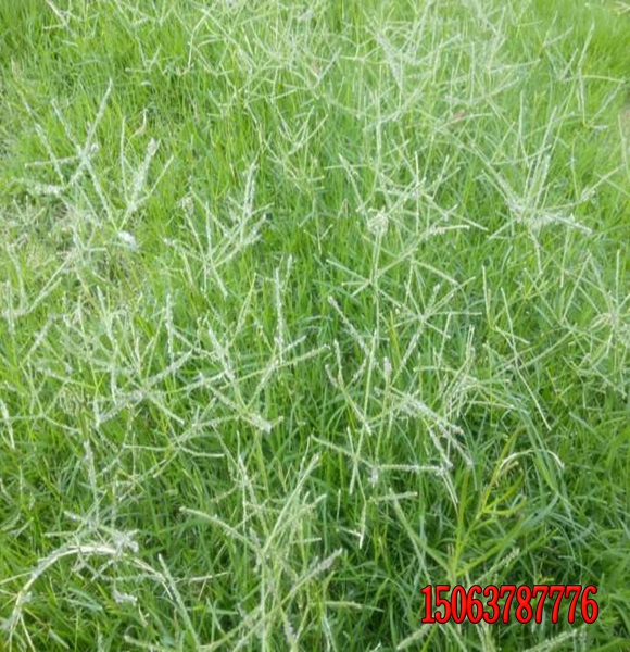 潢川县河道护坡草种用什么样的？