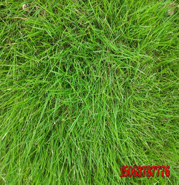 潢川县河道护坡草种用什么样的？