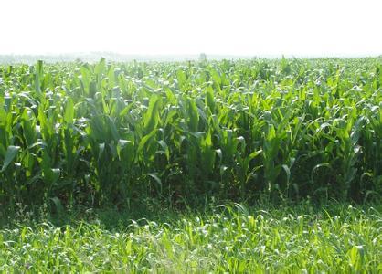 墨西哥玉米产量高吗？