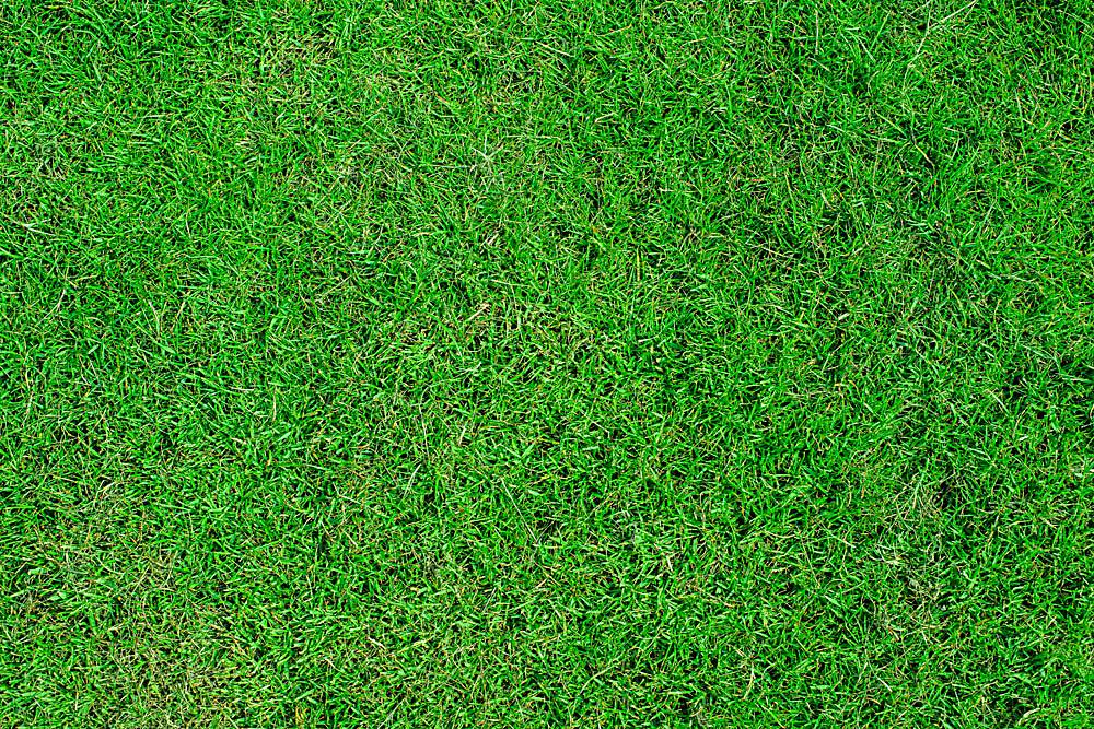 草坪可以净化空气吗？