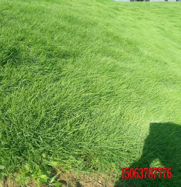 草坪常用草的品种有哪些？