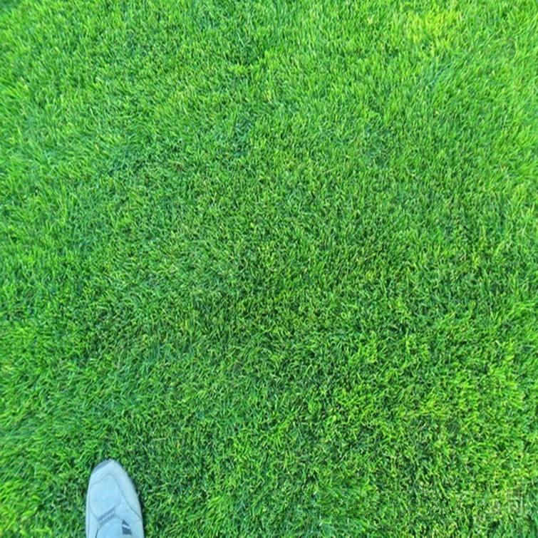 高尔夫球场可以种植剪股颖草坪吗？