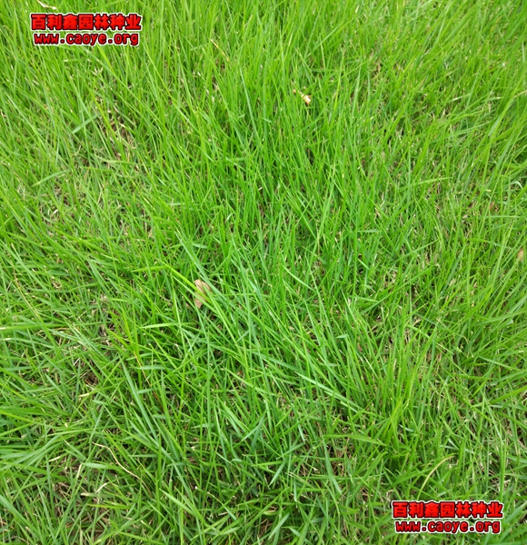 护坡草坪种子有哪些品种？