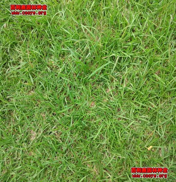 护坡王草坪草种价格是多少元一斤？