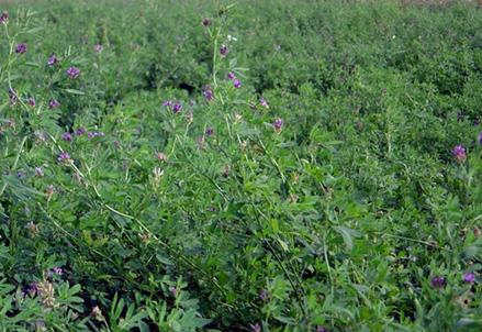 紫花苜蓿草籽什么时候播种好？