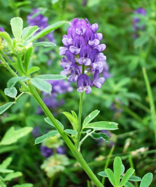 紫花苜蓿草籽什么时候播种好？