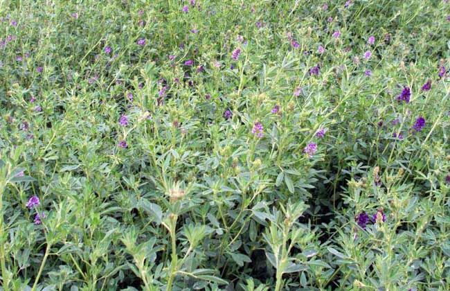 春季紫花苜蓿草籽怎么播种？紫花苜蓿的播种知识