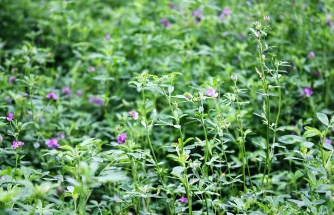 紫花苜蓿草籽多少钱一斤？