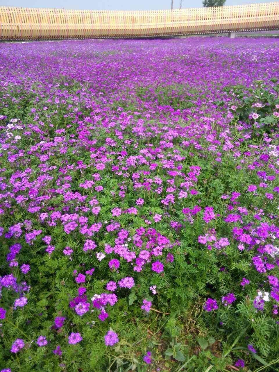 紫花苜蓿种子的夏季管理基础知识