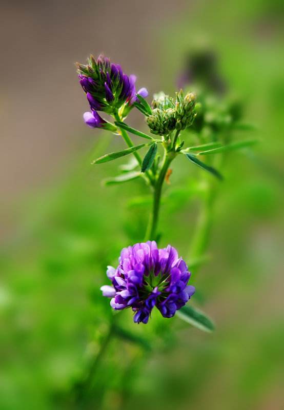 紫花苜蓿牧草的亩产鲜草量是多少？