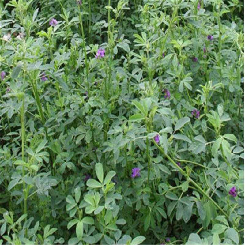 紫花苜蓿牧草的亩产鲜草量是多少？