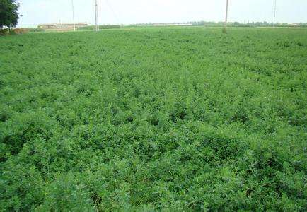 湖南紫花苜蓿牧草的亩产鲜草量是多少？