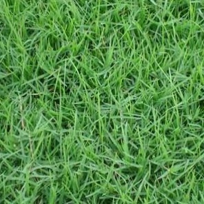 常绿的草坪种什么草比较好？