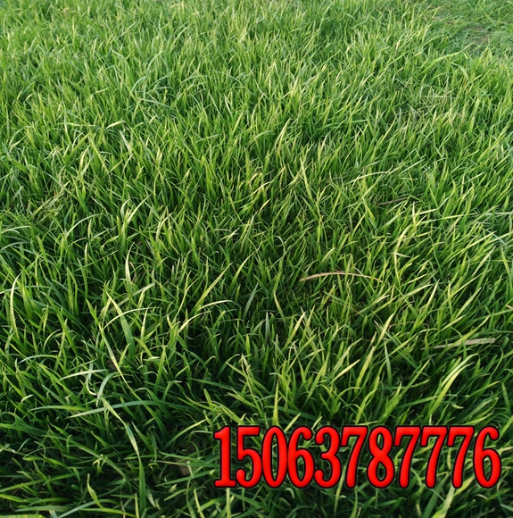 北京护坡种草多少钱一平方