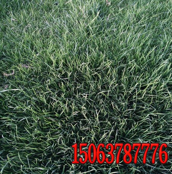 甘肃专业护坡草坪草种价格