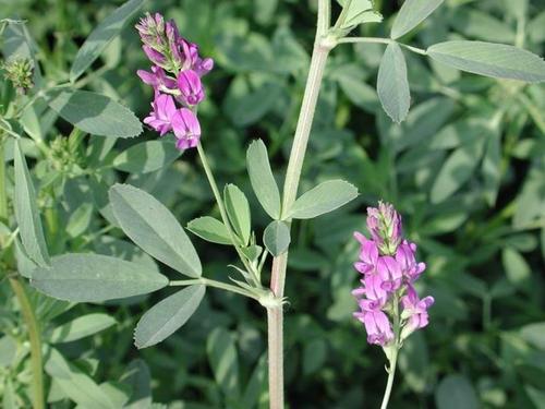 紫花苜蓿种子和黑麦草种子混播的话什么时间种植比较好