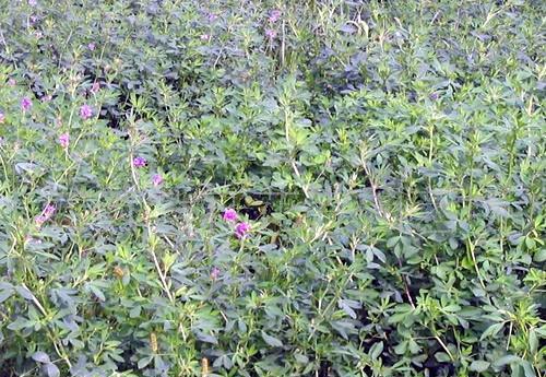 紫花苜蓿在广州可以种植吗