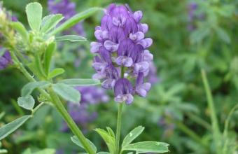 牧草紫花苜蓿种子供应商