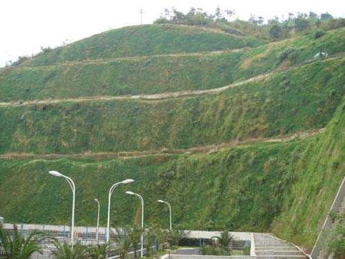 菏泽高速公路边坡绿化种子
