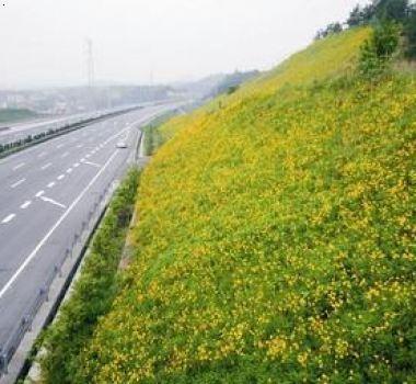 高速公路边坡绿化草种哪里有卖的多少钱一斤