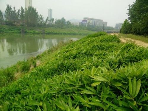 陕西边坡绿化