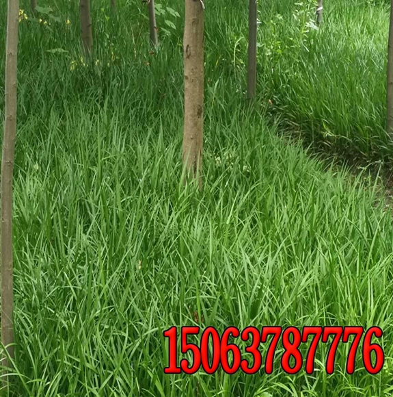 山东潍坊出售绿化草坪草籽