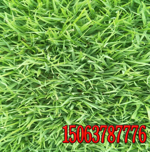 常见纤维喷播绿化草籽配合比