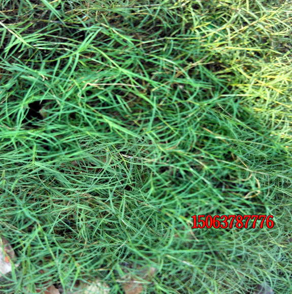绿化草籽