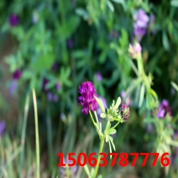 定西紫花苜蓿草籽基地？