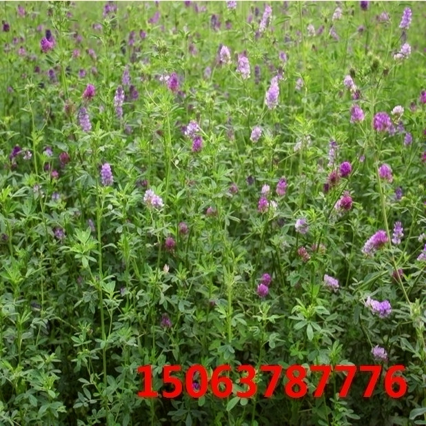 定西紫花苜蓿草籽基地？